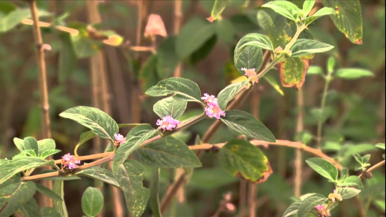 Plantas Medicinais Do Brasil