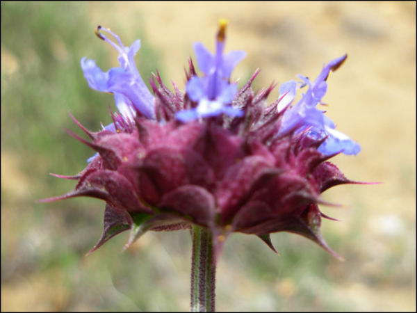 chia flor