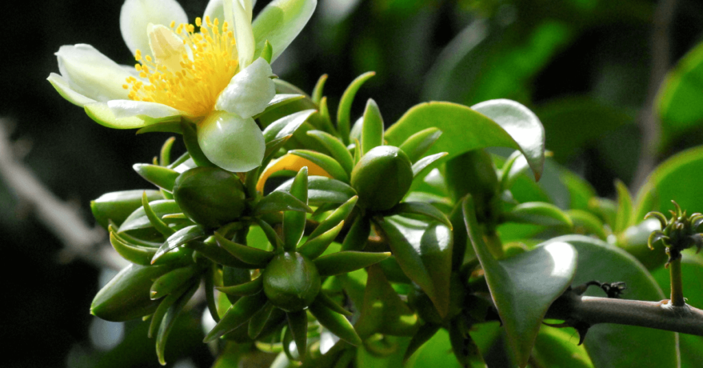 Benefícios Da Ora Pro Nobis (pereskia aculeata) 