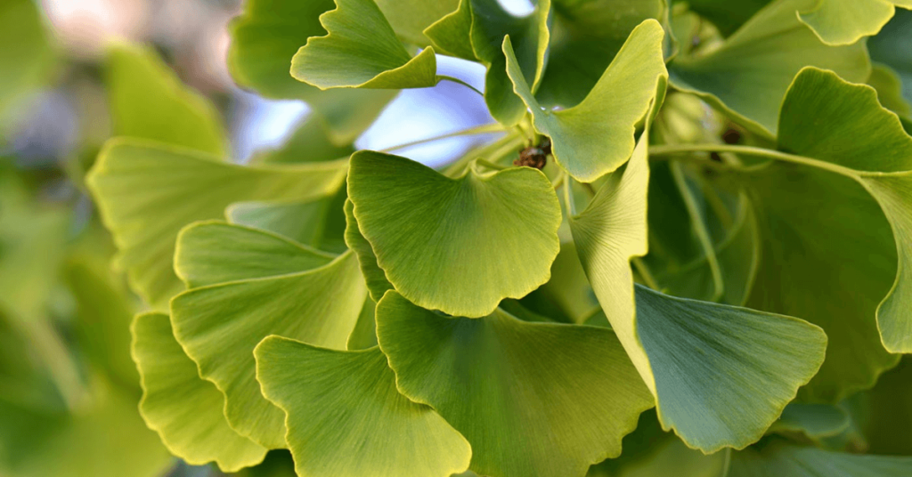 om Ginkgo Biloba