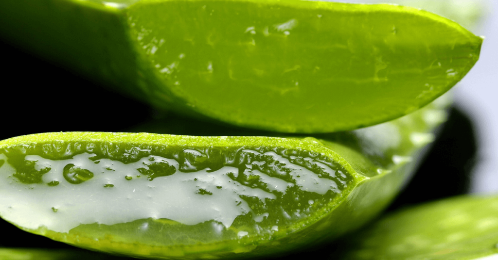 aloe vera fornece nutrientes para o órgão