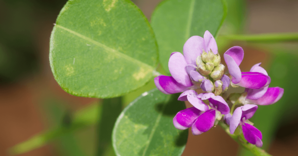 desmodium regenera