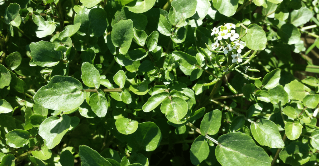 Agrião Nasturtium officinale