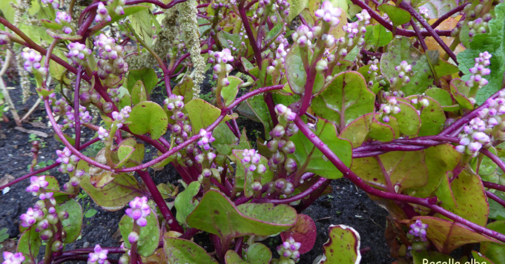 Bertalha planta medicinal