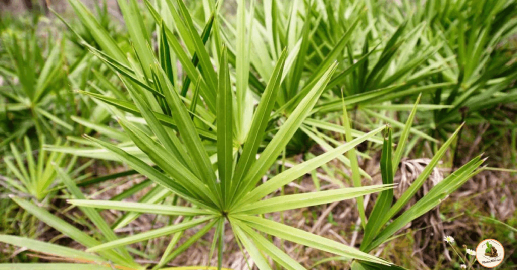 Saw Palmetto: O Segredo Milenar para uma Vida Cheia de Vitalidade