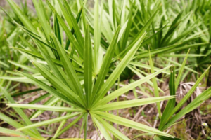 Saw Palmetto: O Segredo Milenar para uma Vida Cheia de Vitalidade