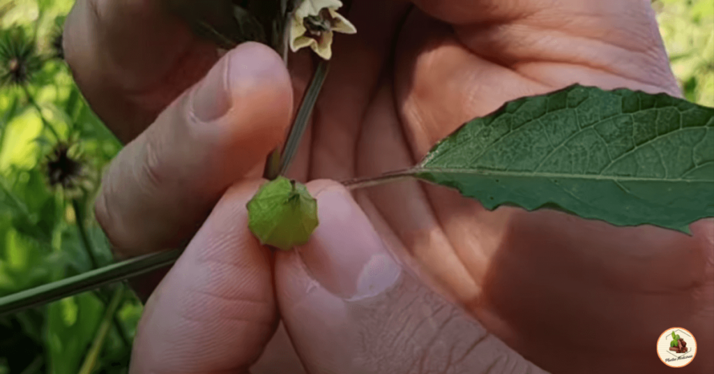 Camapú A Fruta Exótica Da Amazônia com flor e fruto.