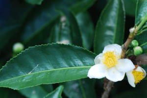 Chá Verde: Tudo o que Você Precisa Saber Sobre Essa Bela Erva