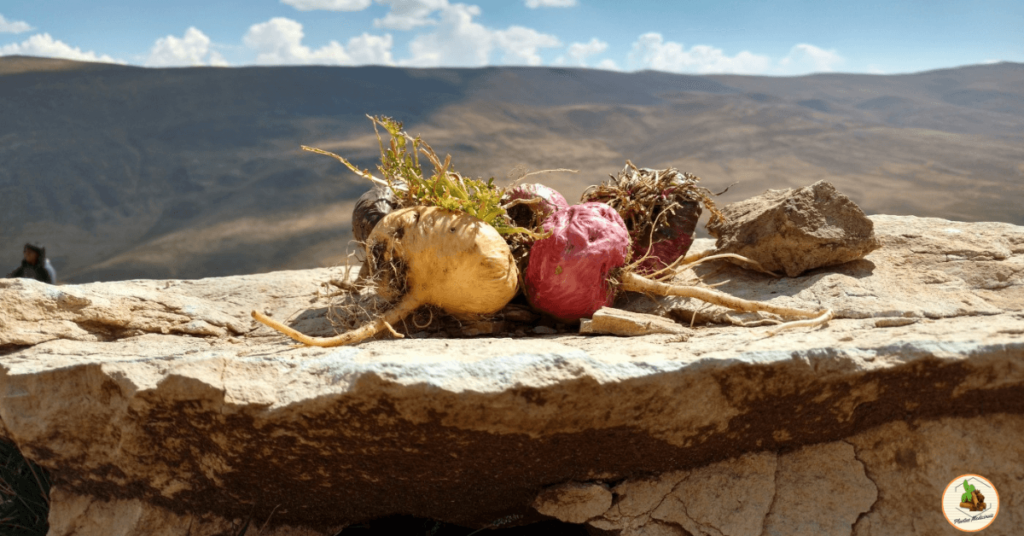 Maca Peruana: Um Super Alimento Capaz de Mudar sua Vida!

