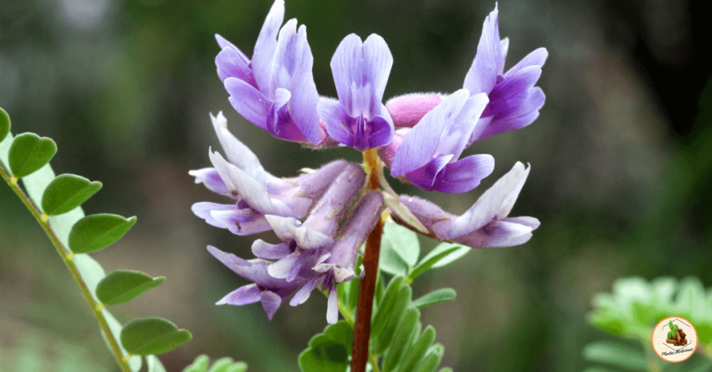 astragalus flor