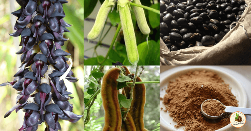 mucuna  o feijão com muito benefícios.