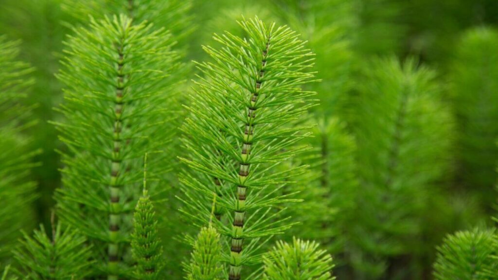 Cavalinha Equisetum arvense