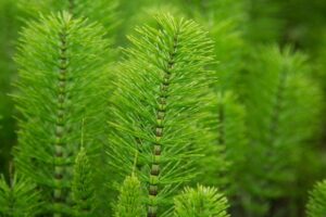 Cavalinha Equisetum arvense